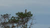 P1010686-crop.jpg (129519 bytes)