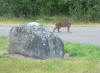 p601 bob rock. resize .JPG (138583 bytes)