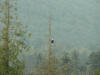 eagle tree rez.JPG (280381 bytes)