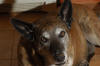 Dogs-002.jpg (241931 bytes)