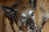 Dogs-003.jpg (307028 bytes)