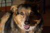 Dogs-008.jpg (237580 bytes)