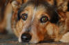 Dogs-011.jpg (228446 bytes)