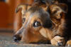 Dogs-012.jpg (260389 bytes)