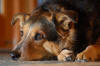 Dogs-013.jpg (245805 bytes)