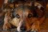Dogs-014.jpg (207565 bytes)